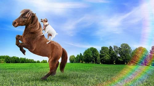 Adventures of Dally and Spanky's Backdrop Image