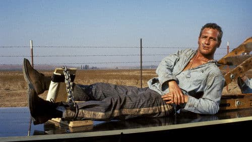 Cool Hand Luke's Backdrop Image