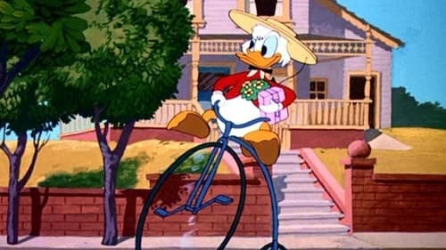 Crazy Over Daisy's Backdrop Image