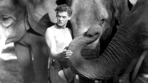 Tarzan the Ape Man's Backdrop Image