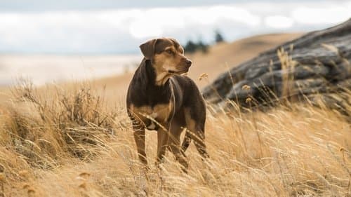 A Dog's Way Home's Backdrop Image