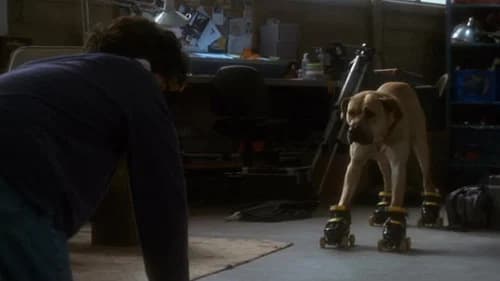 The Truth About Cats & Dogs's Backdrop Image