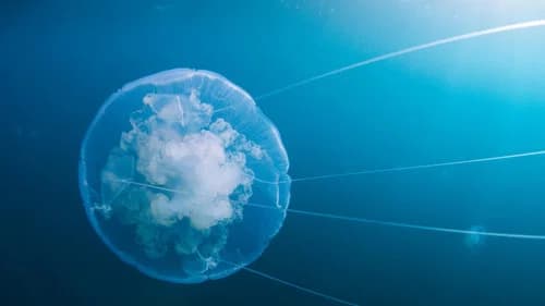 Voyage of Time: Life's Journey's Backdrop Image