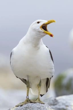 Sully Seagull headshot